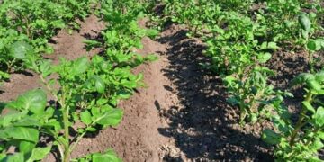 লালমনিরহাটে আগাম আলু চাষে ব্যস্ত কৃষকরা