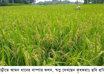 ফুলবাড়ীতে আমন ধানের বাম্পার ফলন