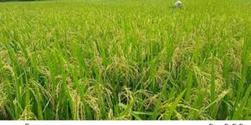 ফুলবাড়ীতে আমন ধানের বাম্পার ফলন