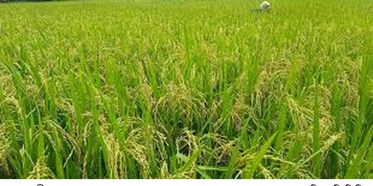 ফুলবাড়ীতে আমন ধানের বাম্পার ফলন