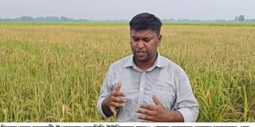 ফুলবাড়ীতে পূর্ব শত্রুতার জের ধরে সাত বিঘা ধান খেত নষ্ট
