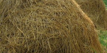 ধান ও খড়ের দাম প্রায় সমান