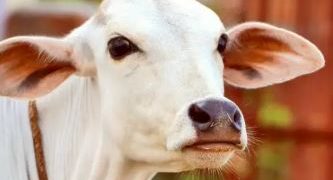 রংপুরে পুলিশের সহায়তায় গরু চুরি বন্ধ হয়েছে