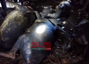 অগ্নিদগ্ধে পাঁচ গরুর  মর্মান্তিক মৃত্যু