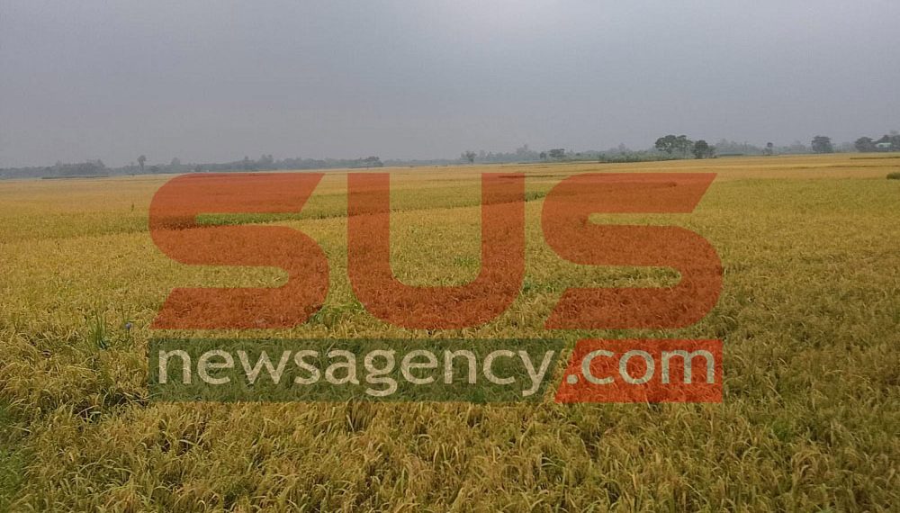 শ্রমিক সংকটে বিপাকে দিনাজপুরের কৃষক, কাটেনি ২০ হাজার হেক্টর জমির ধান