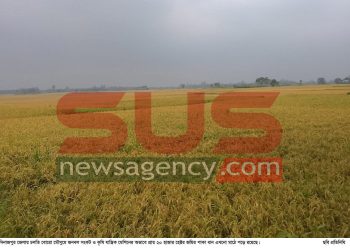 শ্রমিক সংকটে বিপাকে দিনাজপুরের কৃষক, কাটেনি ২০ হাজার হেক্টর জমির ধান