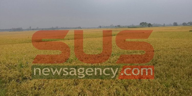 শ্রমিক সংকটে বিপাকে দিনাজপুরের কৃষক, কাটেনি ২০ হাজার হেক্টর জমির ধান
